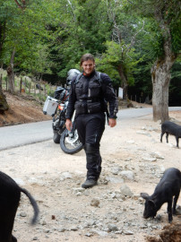 Schweine am Straßenrand